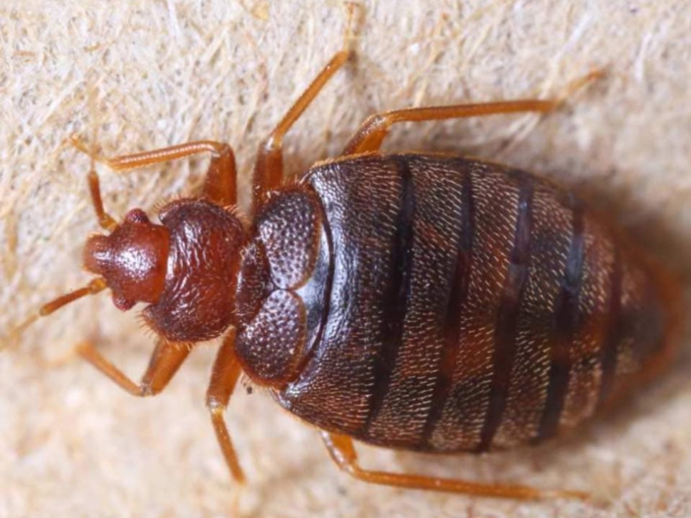 Bed Bug Control Comprehensive Guide to Detection and Treatment