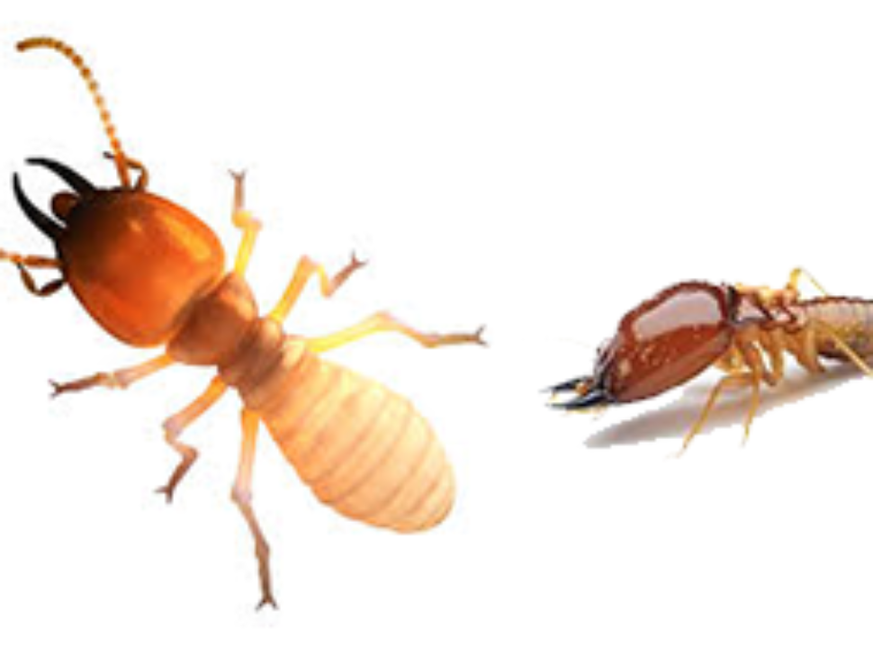 Dampwood Termites Control